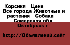 Корсики › Цена ­ 15 000 - Все города Животные и растения » Собаки   . Самарская обл.,Октябрьск г.